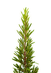 young rosemary branch