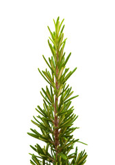 Fototapeta premium young rosemary branch