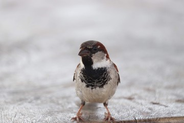 House sparrow 