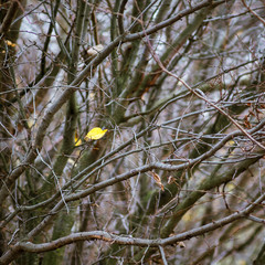 The lone yellow leaf among the thick branches in the autumn_