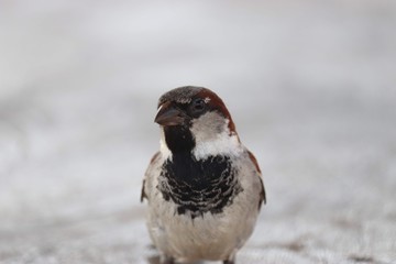 House sparrow 