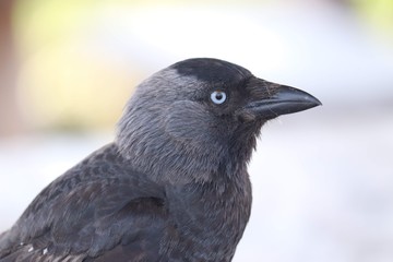 Western jackdaw