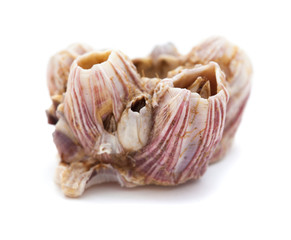 dry barnacles shells