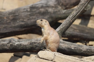 prairie dog in the sun