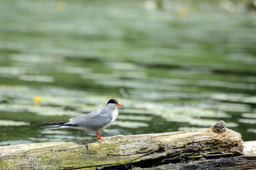 Obraz premium seagull, bird, nature, bay, lake, river, stump, sunken tree, tree trunk, blurred background, watch, day, morning, dawn, fly, hunt, protect the environment, wildlife, animal, gull, sea, water, white, b