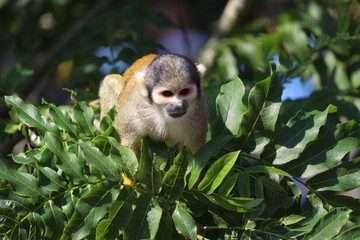 Obraz premium monkey in a tree