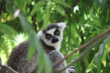 ring tailed lemur on branch of a tree
