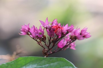 Obraz premium pink flower in garden