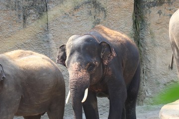 Elephants at the zoo