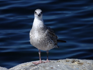 seagull on beach