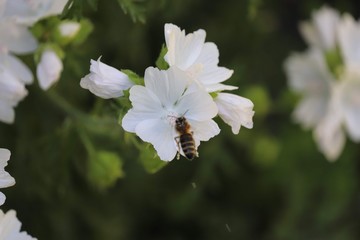 Obraz premium bee on flower