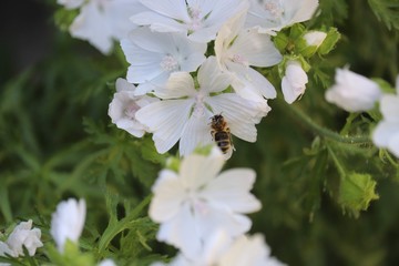 bee on flower