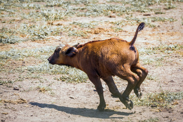 Fototapeta premium African buffalo in Kruger National park, South Africa