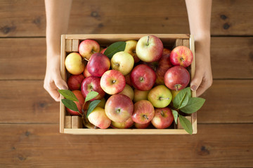 farming, gardening and harvesting concept - woman with wooden box of ripe apples