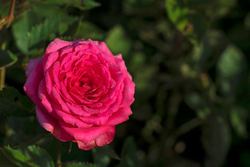 Closeup detail of one pink rose on the left with green leaves on background