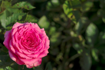 Closeup detail of one pink rose on the left with green leaves on background