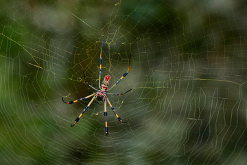 Golden Silk Spider 03