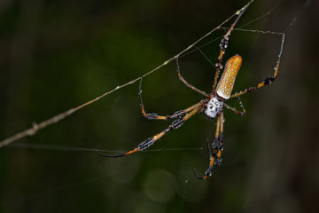 Raindrops On Golden Silk Spider