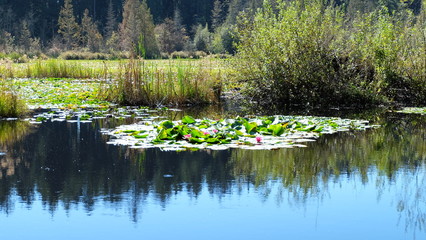 water lily