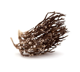 Obraz premium Roccella canariensis isolated