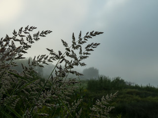 grass on a foggy morning