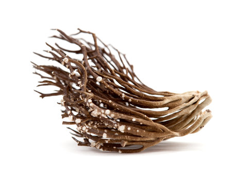 Roccella canariensis isolated