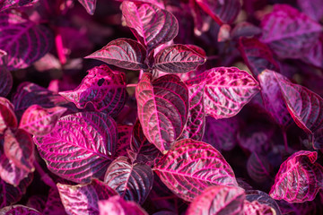 Close up shot of plant