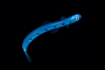 Lizardfish larva during a blackwater dive off the coast of Kailua-Kona, Hawaii
