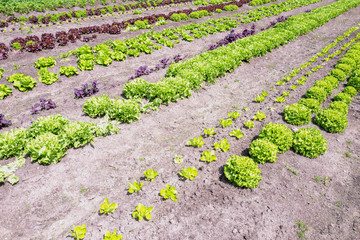 Vegetable garden by castle Hackfort in Vorden, Netherlands.