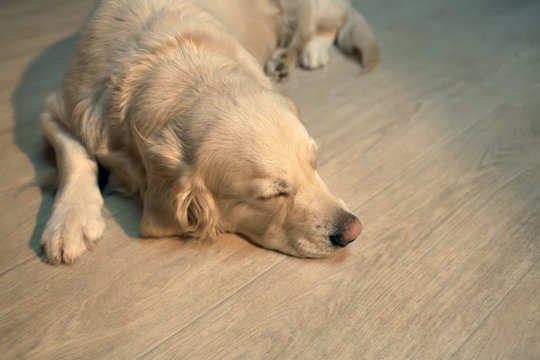 Labrador retriever dog lying on the floor