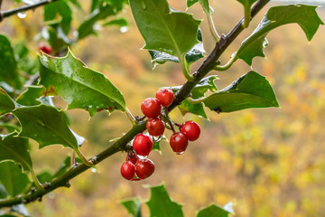 Raindrops on Red Holly Berries and Leaves