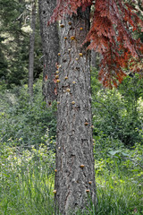 mushrooms thriving on a dying tree