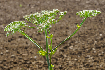 hogweed in a field, one plant against the background of a plowed land