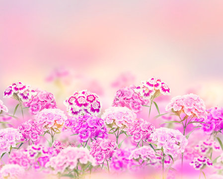 Pink and purple carnation flowers  for  background