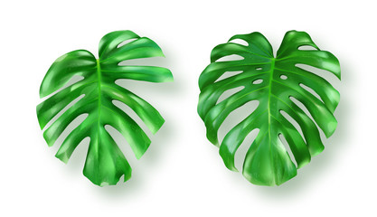 Tropical green monstera leaves on white background vector set © klyaksun