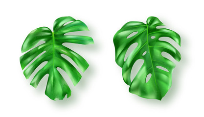 Naklejka na ściany i meble Tropical green monstera leaves on white background vector set. Beautiful botanical isolated design element, tropic jungle palm plant, exotic philodendron leaf in realistic style