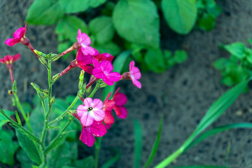 Small tiny pink flowers of tobacco with green leaves and brown ground on the background