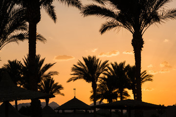 Obraz premium palm trees silhouettes at summer sunset beach