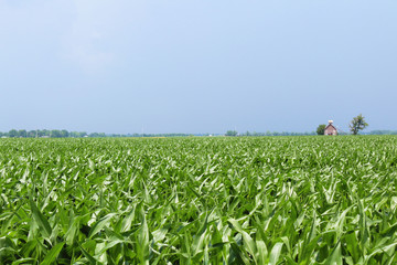 Corn Field with Blue Sky and Crib