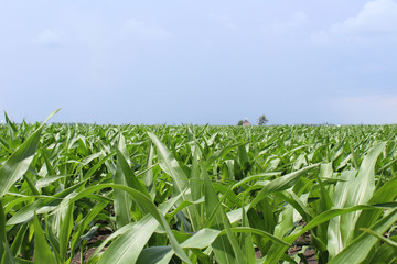 Corn Field with Crib in Background