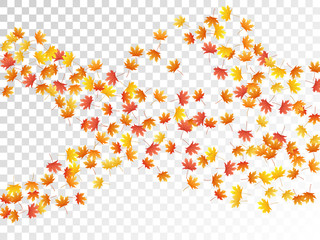 Maple leaves vector illustration, autumn foliage on transparent background.