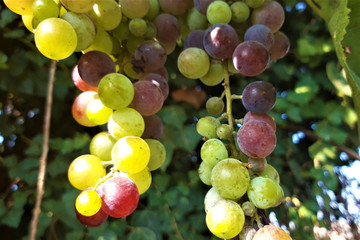 Fresh grapes in the vineyard