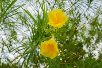 Yellow flower At Patong Beach Phuket Thailand