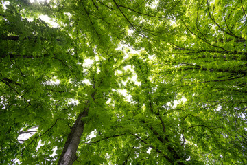 The sky through the foliage, look up