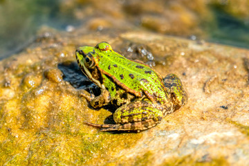 Rana esculenta-  common water frog sunbathing on a stone in a lake