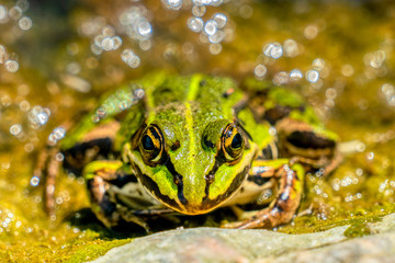 Rana esculenta-  common water frog sunbathing on a stone in a lake
