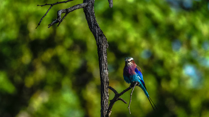 Vögel im Liwonde Nationalpark