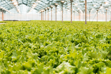 Industrial production of lettuce and greens. Closed light large greenhouse