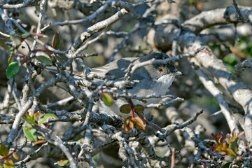 Weißbartgrasmücke (Sylvia cantillans) - Subalpine warbler