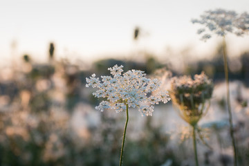 Wild flower in the sundown